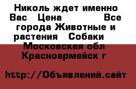 Николь ждет именно Вас › Цена ­ 25 000 - Все города Животные и растения » Собаки   . Московская обл.,Красноармейск г.